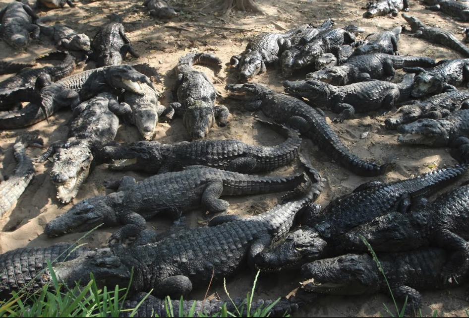 Aankal Jaakkirathai Crocodiles